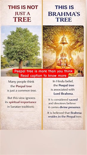 Peepal Tree Truth 😳 | Not Just a Tree 🕉️ #tree #peepaltree #brahma