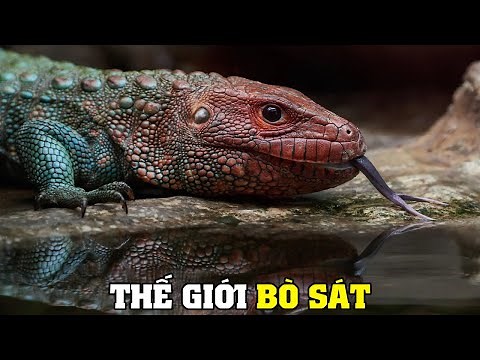 Thế Giới Của Loài Bò Sát [REPLAY] | Khám Phá Thế Giới Động Vật Hoang Dã