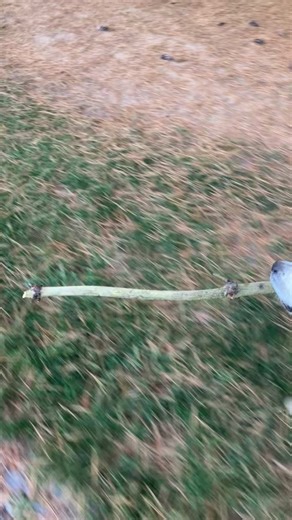 Whitley is very proud of his efforts to remove every stick from the golf course, one at a time! #MitchellsGolfComplex #golf #fore #minigolf #drivingrange #goldenretriever #englishcreamgoldenretriever | Mitchell's Golf Complex