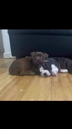 bratzdollz69 (@bratzdollz69)’s videos with wish trippie redd orchestra version ON YT - ⧼ nia 💫⧽