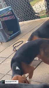 10 babies pulled in, scared to death, covered in poop, pee, and throw up🥺 An hour later all bathed and feeling just how good freedom is… only happy wagging tails from now on for these guys!! | Carolina Poodle Rescue