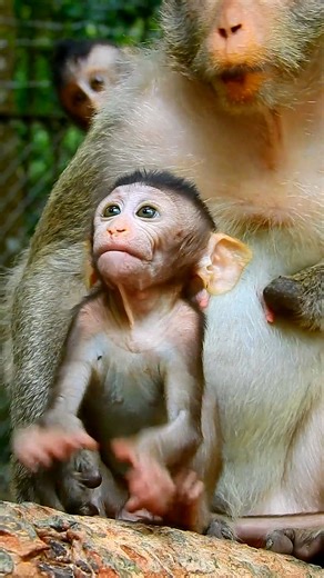 Stunningly beautiful and absolutely stunning ❤ | Monkeys Daily