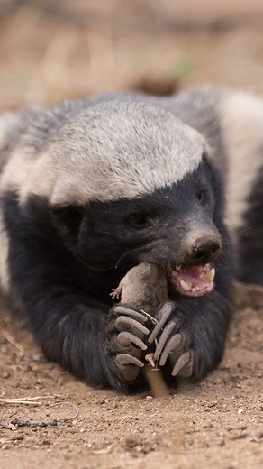 Meet nature’s toughest troublemaker: the honey badger. This little warrior isn’t just bold; it’s downright unstoppable. 🔹 Fearless Fighter – They take on lions, venomous snakes, and even porcupines without backing down. 🔹 Built for Battle – Loose, thick skin makes them tough to grab, and they can twist around to fight back. 🔹 Escape Artists – No enclosure can hold them—these guys climb, dig, and even unlock latches to break free. 🔹 Venom Resistant – They can survive cobra bites, sleep it off