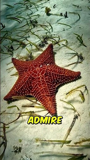 Never Take a Starfish Out of the Water—Here's Why! 🌊⭐