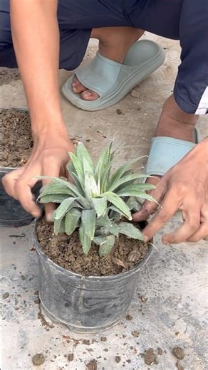 Growing Pineapple Plant from Pineapple Fruit Head 🍍Easy Method at Home #pineapple #gardeninghack