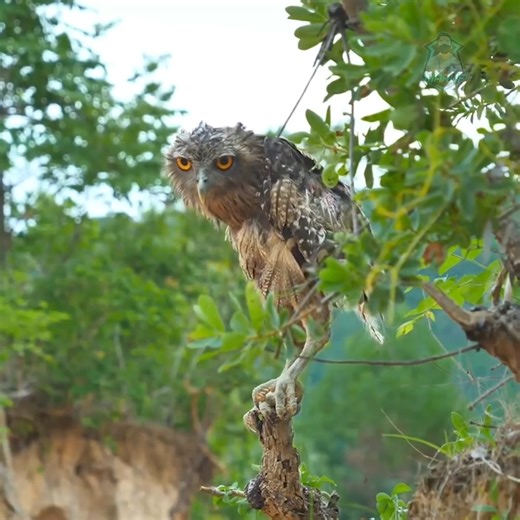 4 Owl vs Snake | Animal Top
