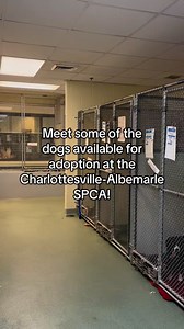 55K views · 526 reactions | Let’s take a closer look at a few of the adoptable dogs here at CASPCA! Be sure to stick around ‘til the end to catch Hank being his usual goofy self! 浪 | Charlottesville-Albemarle SPCA | Facebook