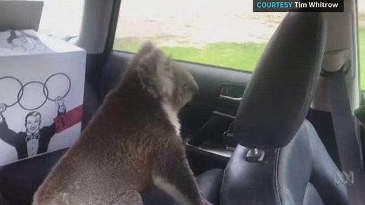 'Feisty' koala makes itself at home in car's back seat at McLaren Vale