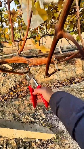 How prune grapes🍇tree #farming#pruning#agriculture#satisfying | 8s farming