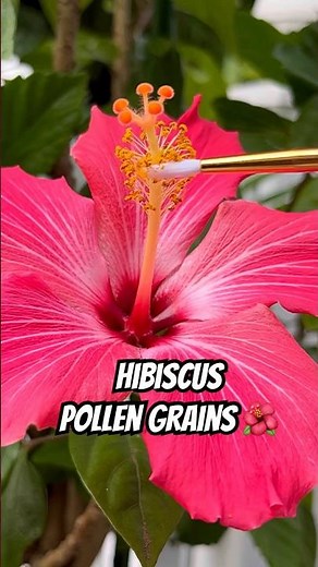 Pollen Under the Microscope! 🌺🔬 #pollen #hibiscus #flowers