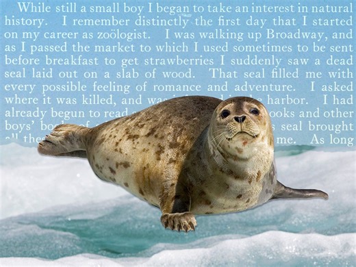 How a Dead Seal Sparked Theodore Roosevelt’s Lifelong Passion for Conservation