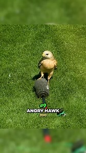 Witness the wildest moments in golf history! 🦁🐅 From unexpected encounters to furry spectators, these top 13 animal antics will have you howling with laughter. Video credit: @mvgolf Follow us: @golf.wisdom #golfforbeginners #golfpractice #golftips #golftechniques #golfskills #golfgamechanger #golfswing #golftraining #golfenthusiast #improveyourgame #masteringgolf #golfgoals #golfingjourney #golflovers #golfinspiration #golfsuccess #golfprotips #topgolf #golfcart #golfballs #golfstyle #bunkersh