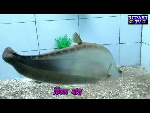 বিভিন্ন প্ৰজাতিৰ মাছ...................