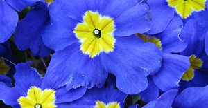 Primulas and Primroses: Facts About Beautiful Spring Flowers