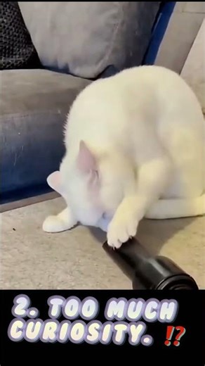 TOP 5 Cat Fails That Will Make You LOL 😂