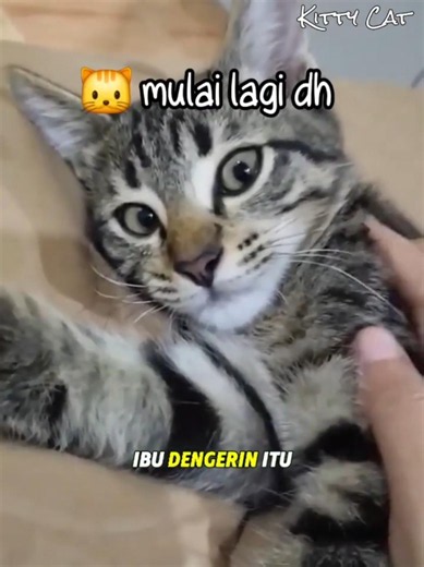 Nasehatin Kucing Mujair Pengangguran 🐱 #kucing #kucinglucu #kucingoyen