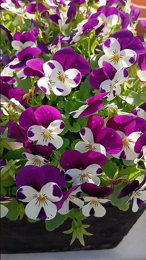 Viola Flowers ✨ | The Garden’s Delicate Treasures