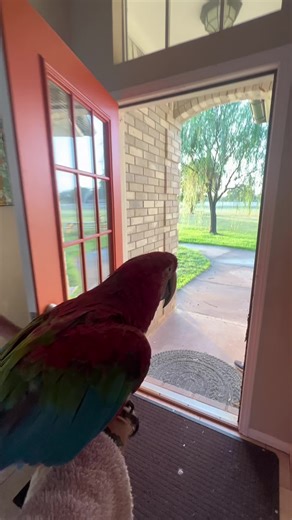 Story time about a mcaw named Mars ❤️ ##macaw##parrot##macaws##parrots##parrottok##birdtok##animals##pets##fyp##storytime