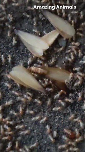 Termite Reproduction and Growth Process