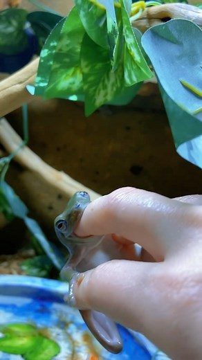 My most favorite frog video ever #frogs #whitestreefrog #frog #pets #funny #funnyanimals | Jessica's Animal Friends