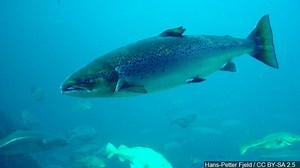 Report: Increase in Alaska commercial fisheries landings despite nationwide decline