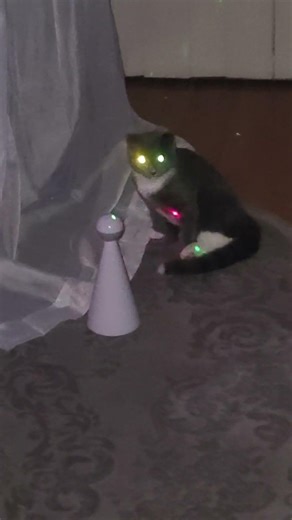 cyber connection failed.. #cat