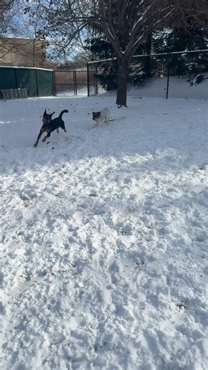 ROAR | Ridgefield, CT Animal Rescue on Instagram: "Still available & loving the snow! ❄️🐾 Skye and Renegade Jr. are having the best time playing in the snow—and yes, they’re both still waiting for their forever homes. ✨ Skye — the tri-color dynamo from Tennessee — races through the snow like she’s on a top-secret mission. Friendly, fearless, and full of zoomies, she believes every new person is part of her team and every snowy yard is her personal adventure course. 🖤 Renegade Jr. — our black-a