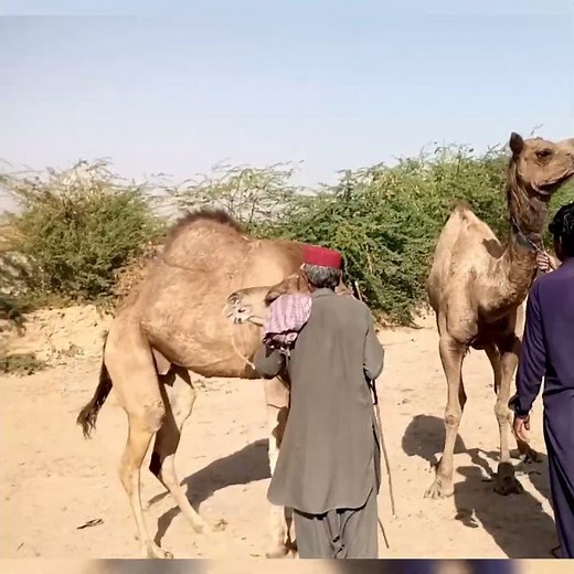 Angry Camel Reaction 😡 | Desert Drama Begins!