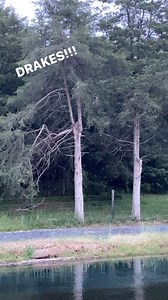 2.8K views · 31 reactions | OPEN MEMORIAL DAY. We hope everyone is enjoying the holiday weekend. The evening hatch is on! Green Drakes are here mixed in with sulphurs and bwo’s! Stay late as the best action is generally the last 2hrs before dark. #dryfly #springcreek #flyfish #flyfishing #flyshop #mossycreekflyfishing | Mossy Creek Fly Fishing | Facebook