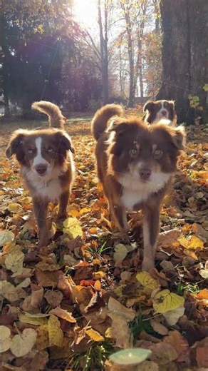 Australian Sheperd dogs outside having fun