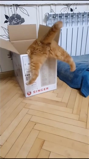 Top Cat Jump Fails 😂 | Funniest Cat Fails Compilation #Shorts #funny #cat