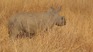 #RhinoFriday Celebrating this inquisitive little rhino of the future as it bravely investigates and navigates the new world around it. May this little one grow up in a poaching free environment to become a mature adult. #WildAndFree with Mom, as it should be! 🦏❤️ #StopRhinoPoaching 📹 @marnus.steyn IG | Roar Wildlife News