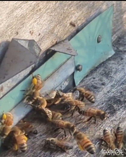 What Is Bee Pollen? Amazing Benefits for Bees & Humans! 🐝 #shorts