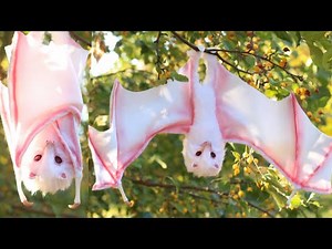 DIY Bat Art Doll Tutorial