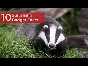10 Surprising Badger Facts