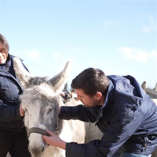 10K views · 354 reactions | In 2024, you made a difference for donkeys when they needed you the most. ❤️ This year, your kind support has helped our skilled vets carry out ퟭퟱ,ퟳퟴퟮ examinations to help donkeys like Ashley, who's made an astounding recovery after eye surgery ➡️ bray.news/3BKbMuc | The Donkey Sanctuary | Facebook