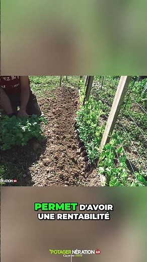 🌾 Sowing in trays: the PRO technique for XXL yields 🚀