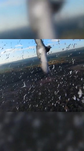 195K views · 5.6K reactions | Up close with the pigeons #pigeonsport #pigeon #racingpigeon | PigeonVibes | Facebook