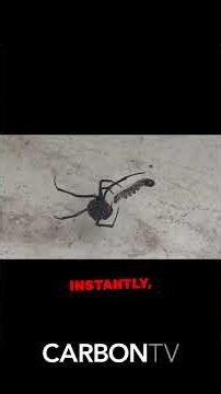 How a Black Widow Actually Hunts Its Prey