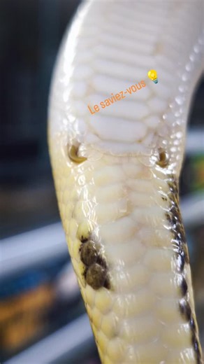 ReptilePassion - Le Magasin - on Instagram: "Les éperons pelviens sont de petits appendices osseux visibles chez certains serpents, notamment les boas( ancien continent )et pythons( nouveau continent). 👉 À quoi ça peu correspondre 🤔 ? Ce sont les vestiges des membres postérieurs de leurs ancêtres indirects : les lézards. Ils sont reliés à une structure interne appelée ceinture pelvienne vestigiale. 👉 À quoi ça sert peu servir ? 🐍 Chez le mâle : utilisés lors de la reproduction pour stimuler