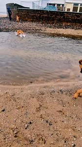 My stick | Boerboel Blade