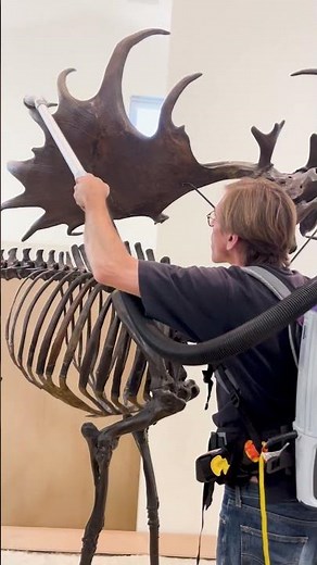 How a museum cleans an Irish Elk ☘️ (Megaloceros) #stpatricksday #naturalhistory