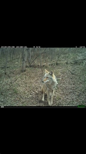 Wolf caught poopin on trail cam