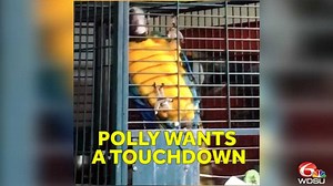 WHO DAT: Watch this parrot cheer on the Saints