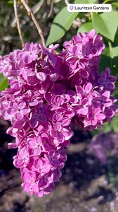 59 reactions | It’s a perfect day to catch the lilacs in bloom! You can find these gorgeous flowering bushes on the David and Pamela Gross Family Spring Flowering Walk, close to the rose garden. #lilacs #springblooms #springflowers #lilacsaremyfavorite #lauritzengardens #omaha | Lauritzen Gardens | Facebook