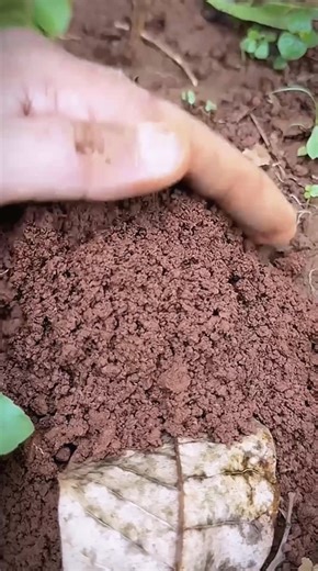 4.6K views | Amazing cowboy using fire ants to catch cricket insect #usareels #newyork | Re Chizin | Facebook