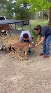 342K views · 861 reactions | It’s calving season and first to be...