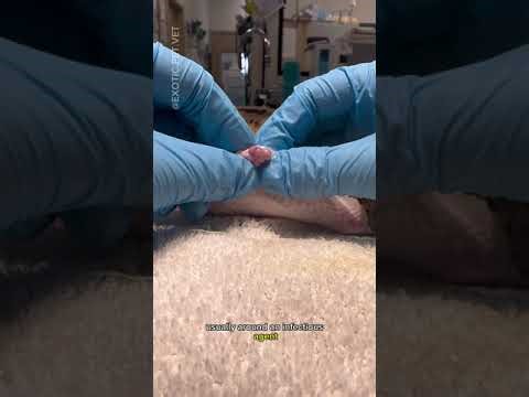 Vet Removes Huge Granuloma from Ball Python - Snake Surgery