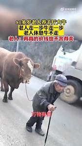 The story goes: December 13th, Yunnan, China "An 80-year-old man who raises a big cow. The old man walks one step, the cow walks one step, the old man rests, and the cow does not walk. The old man: No matter how high the price is, I am not willing to sell it." | We Are Not Food