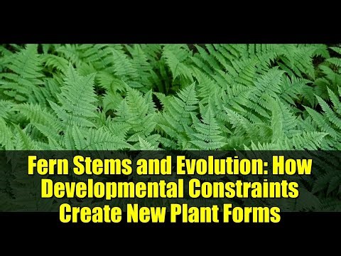 Fern Stems and Evolution: How Developmental Constraints Create New Plant Forms
